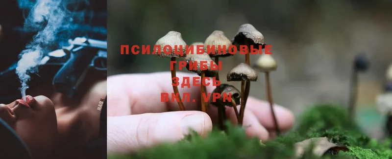 Псилоцибиновые грибы Psilocybine cubensis  площадка официальный сайт  Североуральск 